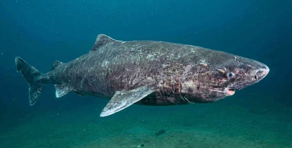 tubarão-da-Groenlândia, ou Somniosus microcephalus
