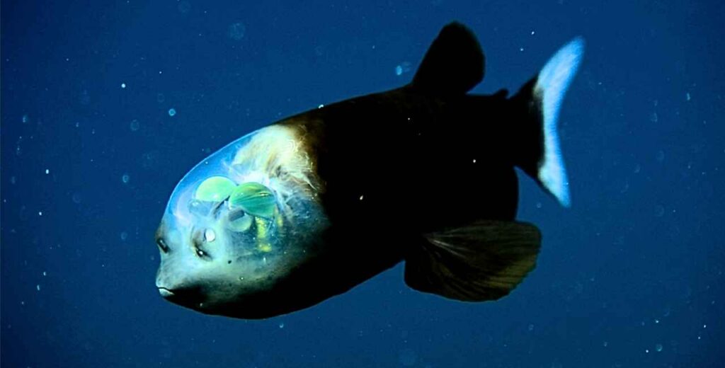 Peixe de cabeça transparente — Macropinna microstoma — adaptação visual