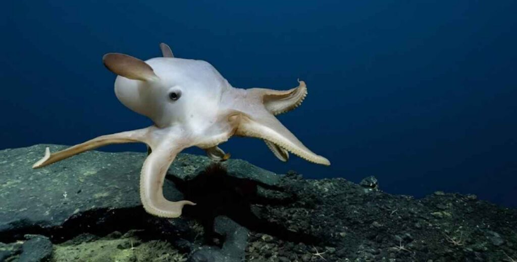 (Polvo dumbo — Grimpoteuthis spp. — reprodução em águas profunda