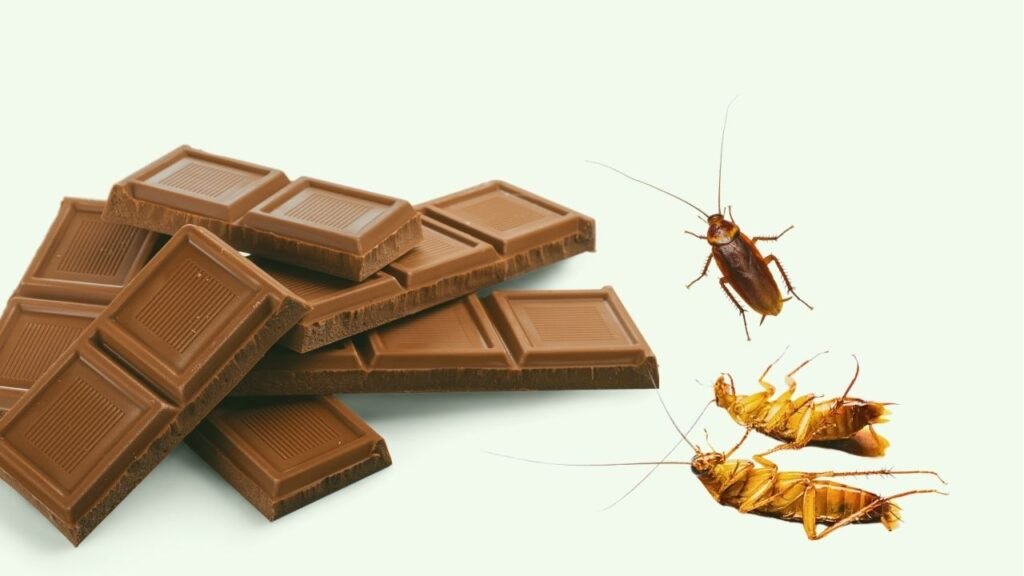 chocolate tem barata