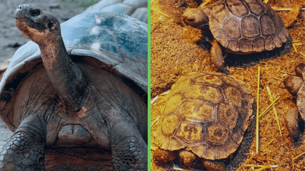 tartaruga de galapagos