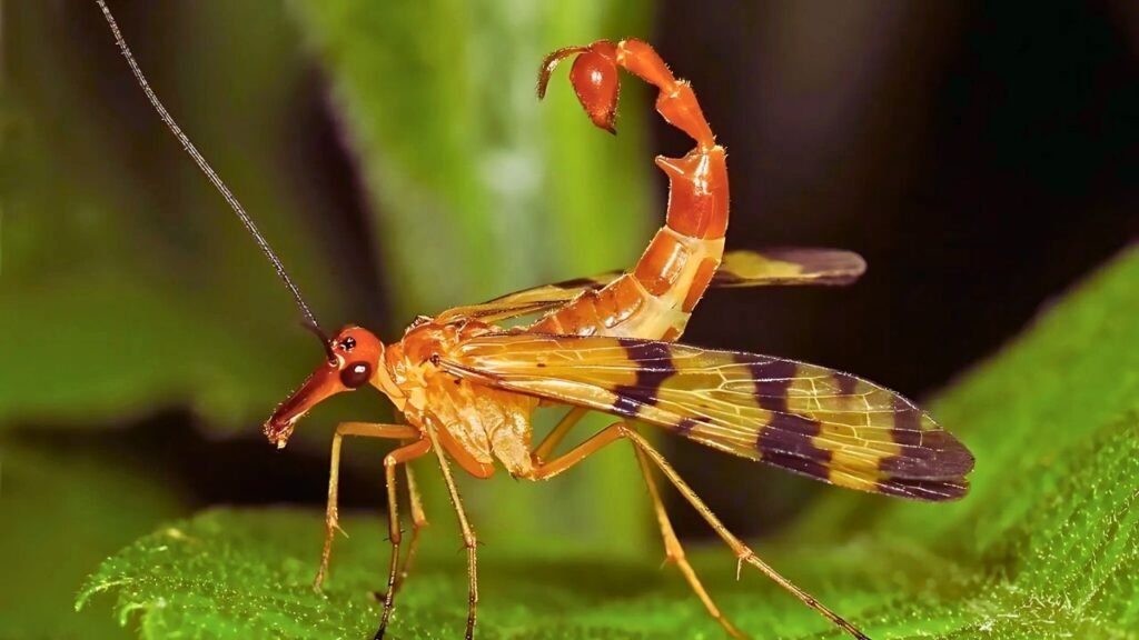 Mosca escorpião