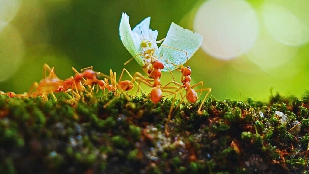Cientistas descobrem como formigas impedem plantas nascerem .