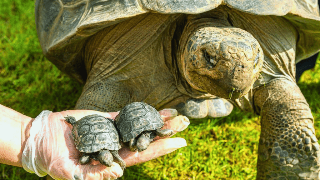 tartaruga de galapagos
