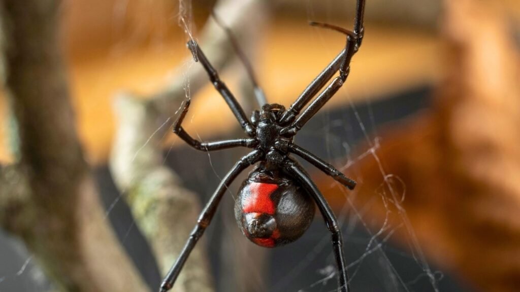 fotos da aranha viúva negra