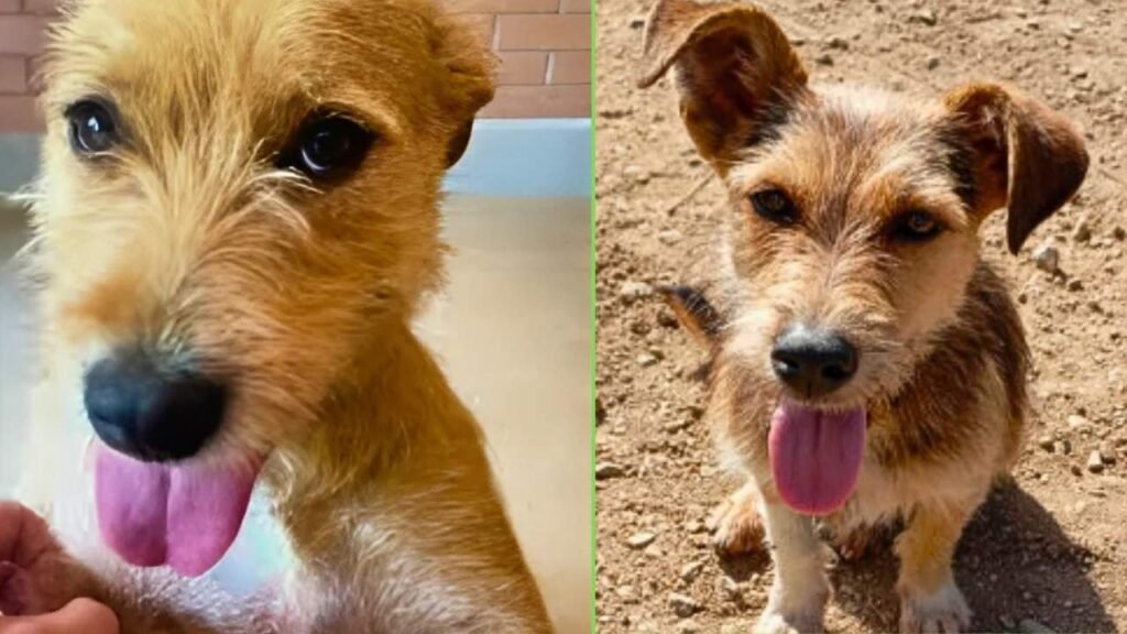 Cachorro Fiapo De Manga, fiapo de manga cachorro