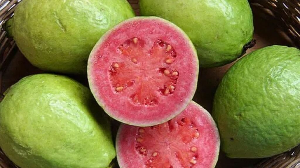 Goiaba bicho dagoiaba