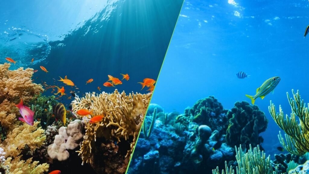 Quantos Por Cento Do Oceano Foi Explorado