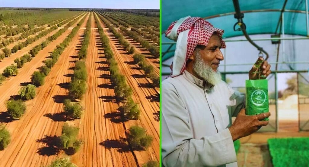 Arábia Saudita começa a plantar 10 bilhões de árvores no deserto para combater seca e desertificação — veja como!