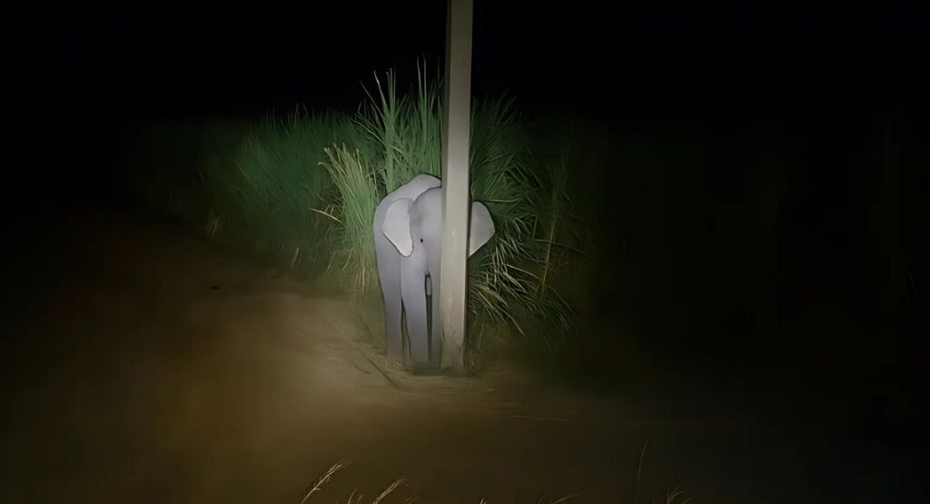 Filhote de elefante tenta furtar cana-de-açúcar e se esconde atrás de poste