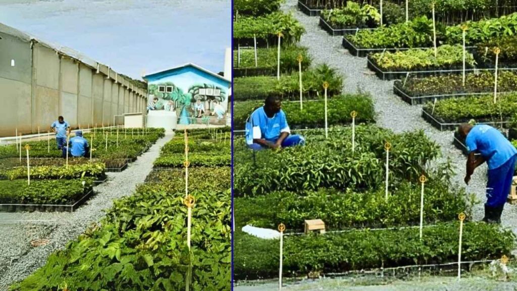 Detentos produzem mais de 2 milhões de mudas ao ano para restauração da Mata Atlântica