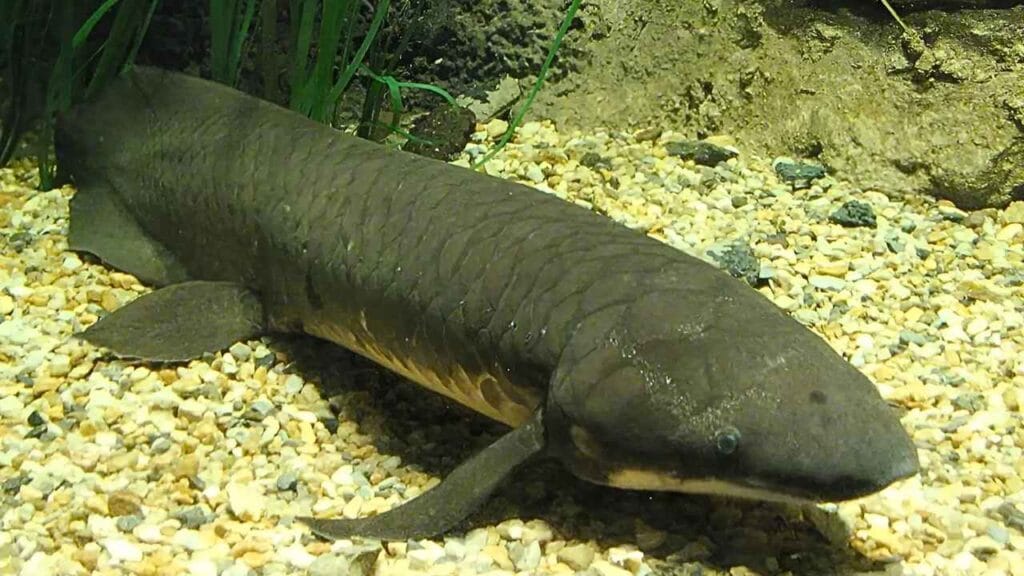 O peixe peixe pulmonado africano 