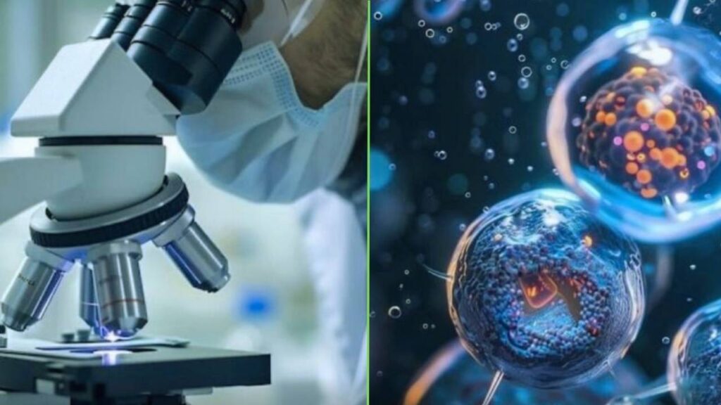 Cientistas conseguem regenerar o pâncreas e acendem esperança para a cura do diabetes