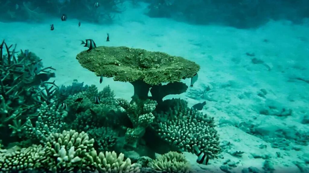 Cientistas descobrem 1 milhão de ovos de peixe em vulcão no fundo do mar