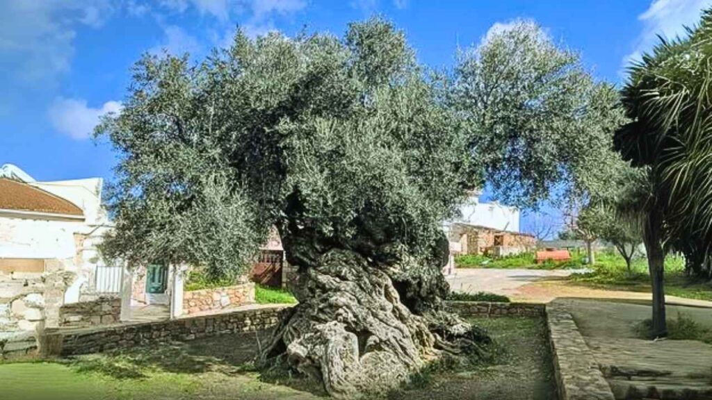 A oliveira de Vouves tem mais de 3.000 anos e ainda produz azeitonas.
