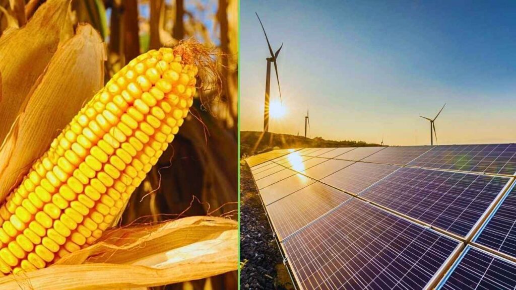 Palha de milho deixa de ser lixo e vira energia limpa e até remédio natural