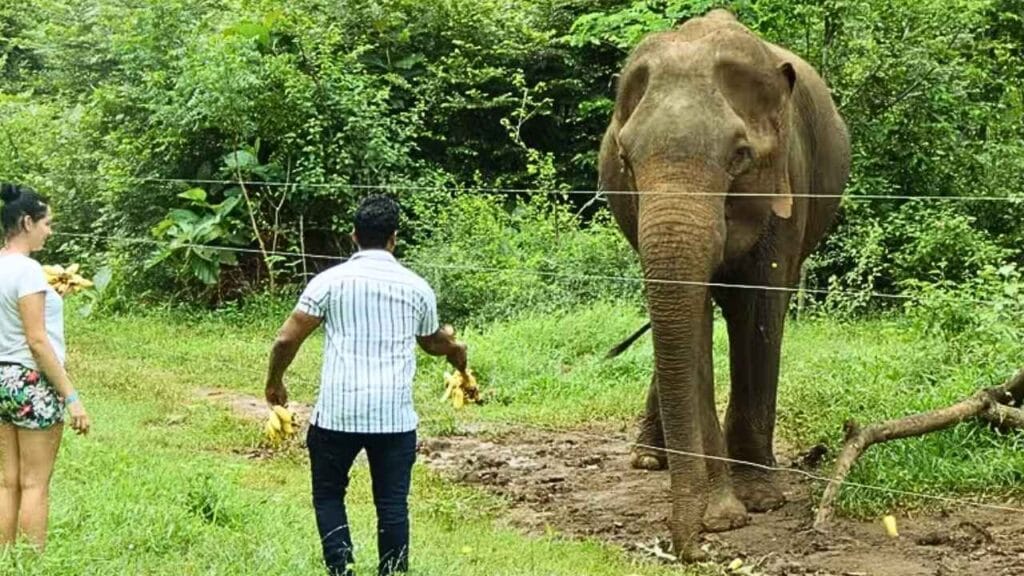 Por que você não deve dar comida a animais selvagens, segundo estudo