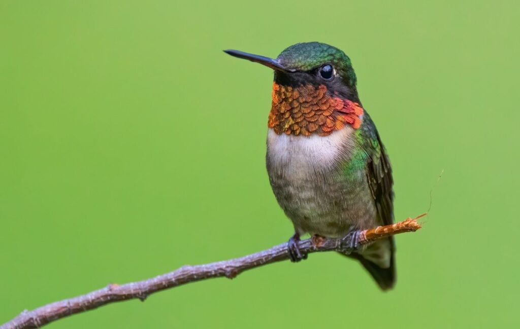 Beija flor com garganta laranja e corpo verde pousado em galho contra fundo verde Beija-flor-rubi