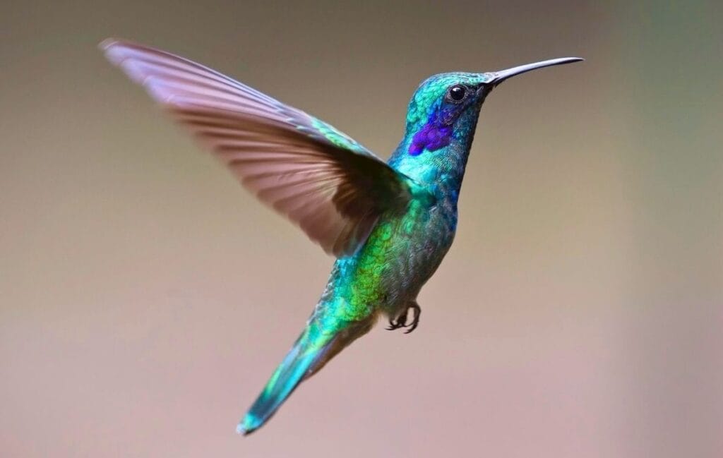 beija-flor iridescente azul verde voando com asas borradas e bico longo contra fundo bege
