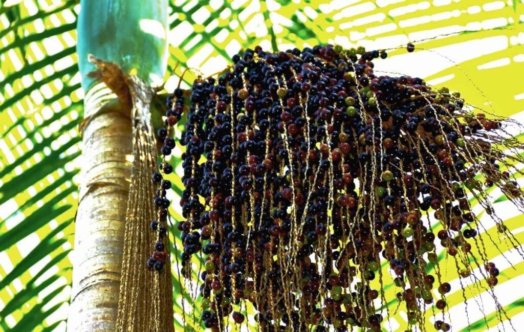 Cacho de açaí roxo pendurado em palmeira com folhas verdes e amarelas ao fundo Açaí pode combater o colesterol