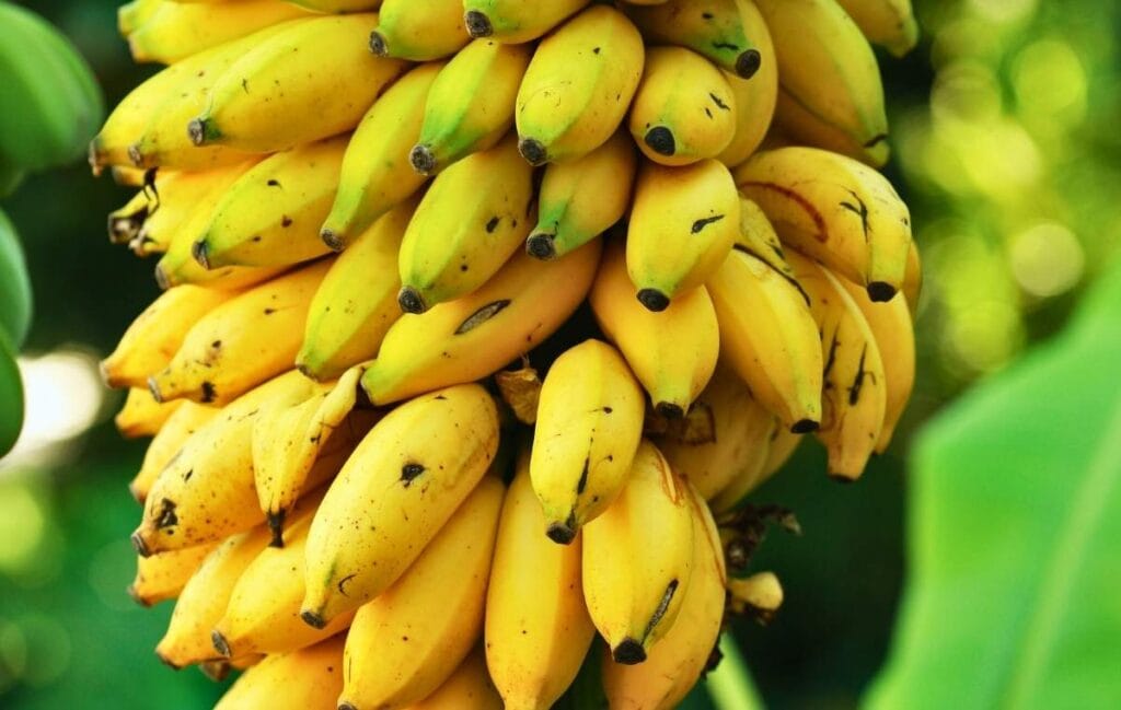 Cacho de bananas amarelas maduras pendurado em planta com folhas verdes ao fundo Banana