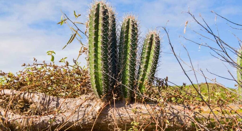 Cactos altos e espinhosos verdes crescendo em galho seco sob céu azul claro. 
Cactos altos e espinhosos verdes crescendo em galho seco sob céu azul claro.