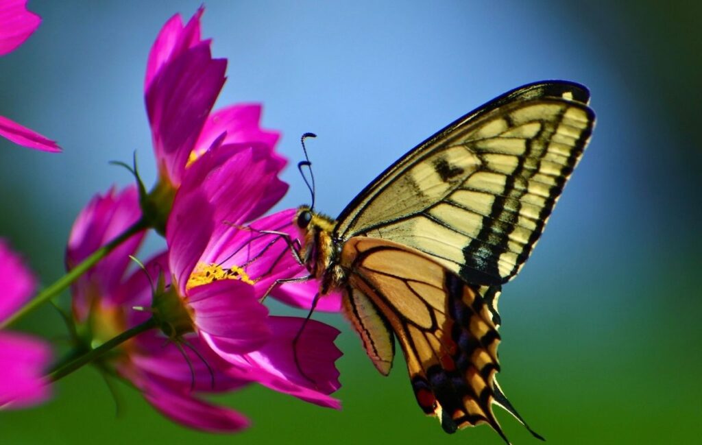 Borboleta amarela listrada com asas abertas alimentando-se em flor rosa vibrante contra céu azul Borboletas