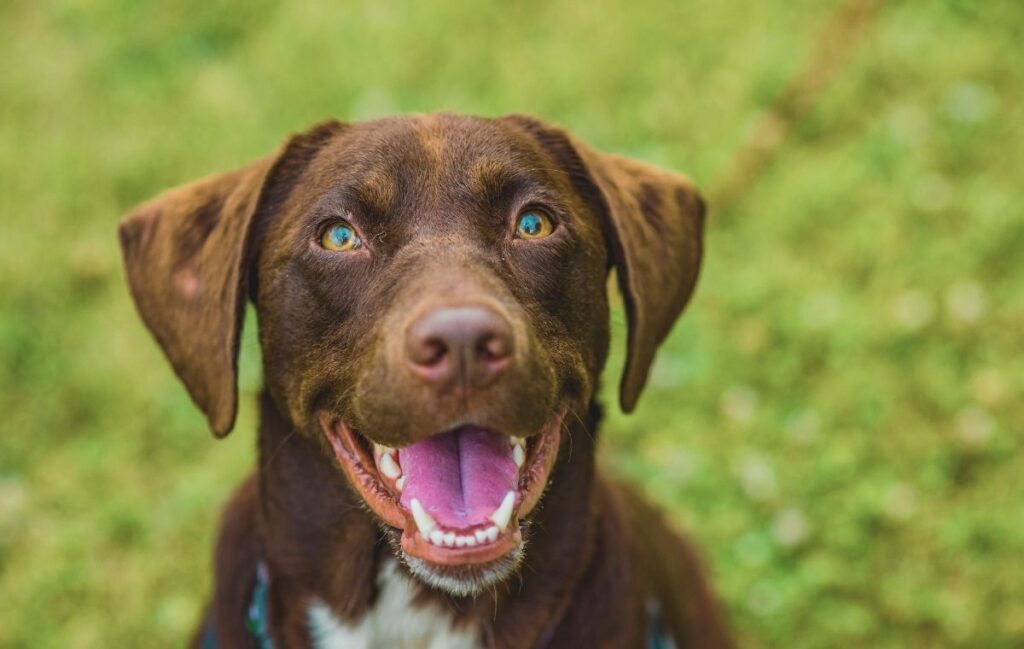 Cão marrom com olhos azuis e boca aberta sorrindo em grama verde. Cães