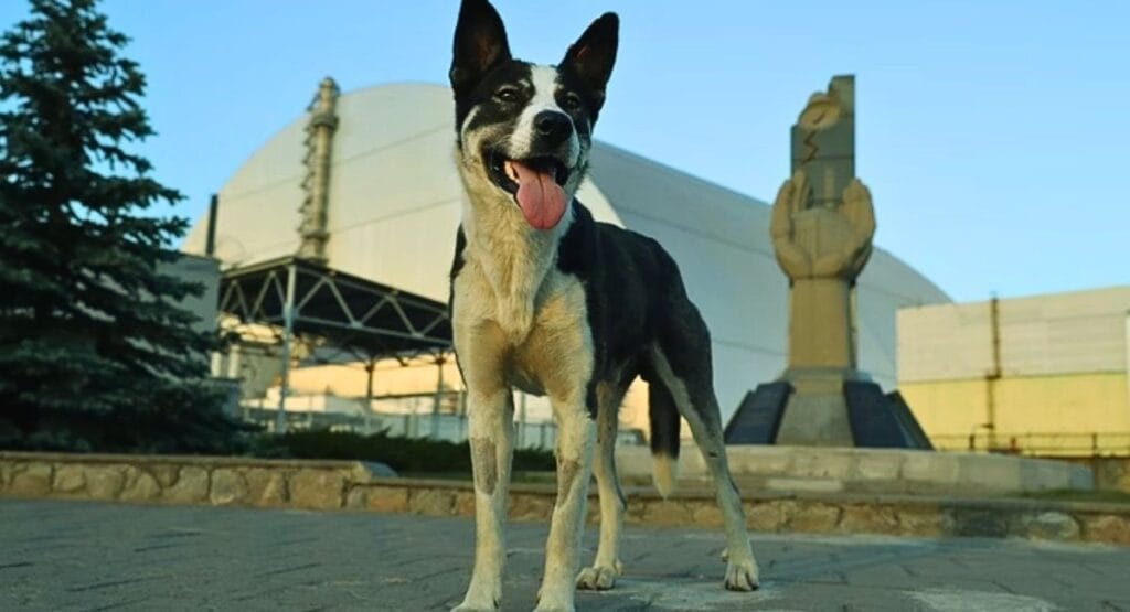 Cão preto e branco com língua de fora posando em frente ao sarcófago de Chernobyl e estátua memorial. Cães de Chernobyl