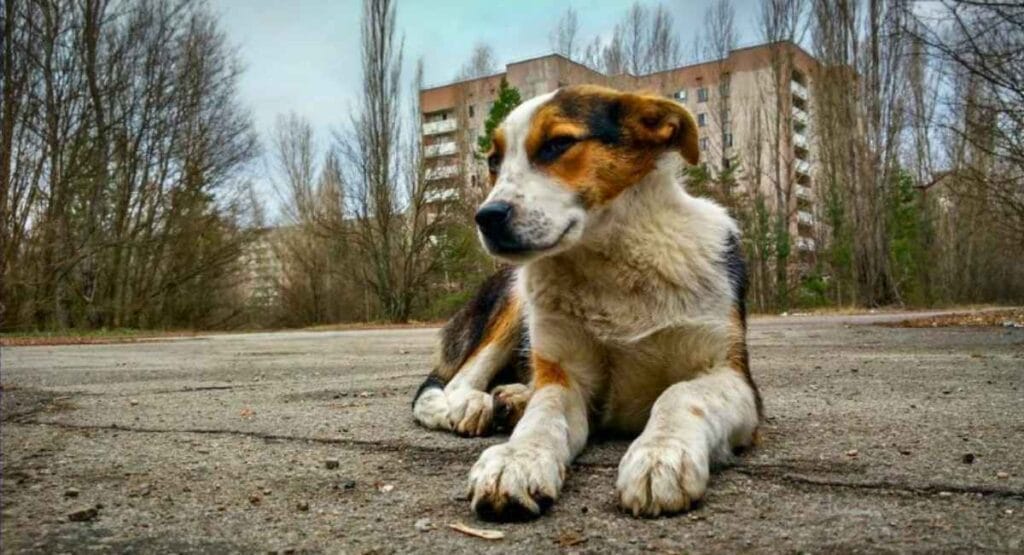 Cão tricolor deitado em asfalto, olhando para o lado, com prédios abandonados e árvores nuas ao fundo. Cães de Chernobyl