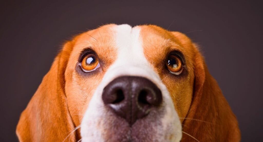Close up de um beagle com olhos castanhos expressivos e focinho preto, em fundo escuro, ideal para sites de pets, adoção ou conteúdo sobre animais. Câmara aprova projeto que permite demissão por justa causa de domésticos por maus tratos a animais