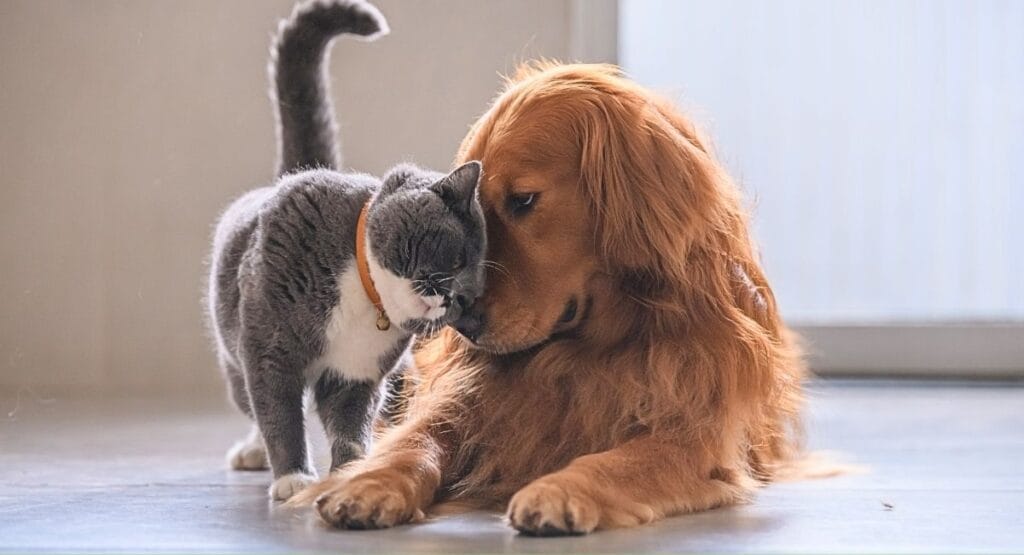 Um gato cinza com peito branco e coleira laranja sendo carinhosamente lambido por um golden retriever deitado, em um piso claro com fundo neutro e iluminado, ideal para sites de pets, amizade animal ou conteúdos motivacionais.