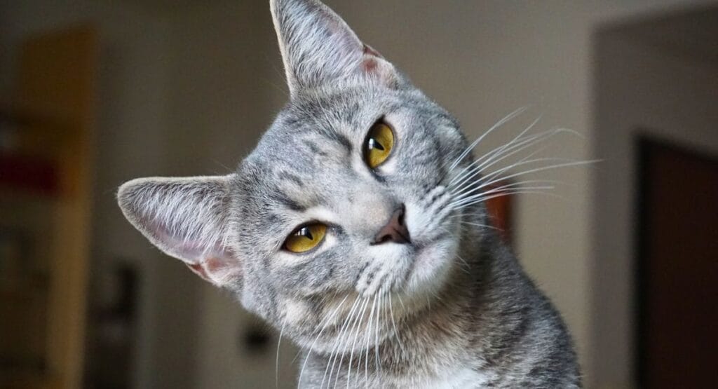 Gato cinza com olhos amarelos inclinando a cabeça curiosamente em ambiente interno borrado. Gato entende cada palavra que você diz