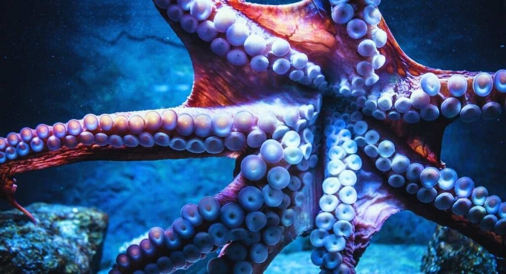 Imagem subaquática de um grande polvo avermelhado se movendo sobre um recife rochoso no fundo do oceano, com a água azul e límpida ao fundo.