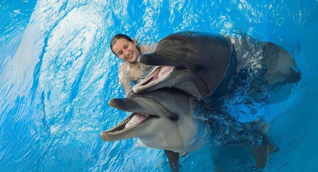 Mulher sorridente nadando com dois golfinhos em piscina azul, interagindo de perto Golfinhos reconhecem o próprio reflexo e cuidam uns dos outros como em uma família, diz estudo