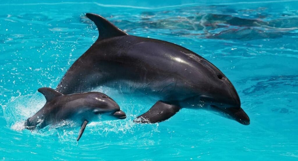 Um golfinho adulto e um filhote saltando juntos em uma piscina de água azul, com respingos ao redor, ideal para sites de aquários, conservação marinha ou turismo ecológico. Golfinhos ajudam pescadores