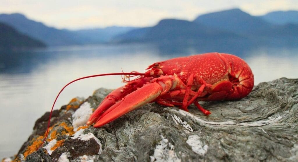 Um lagosta vermelha sobre uma rocha à beira de um lago calmo com montanhas ao fundo, ideal para sites de culinária, turismo costeiro ou pesca.