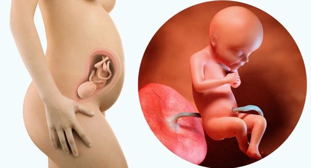 desenvolvimento fetal, com uma visão lateral de uma mulher grávida destacando um feto dentro do útero. embrião. embrião