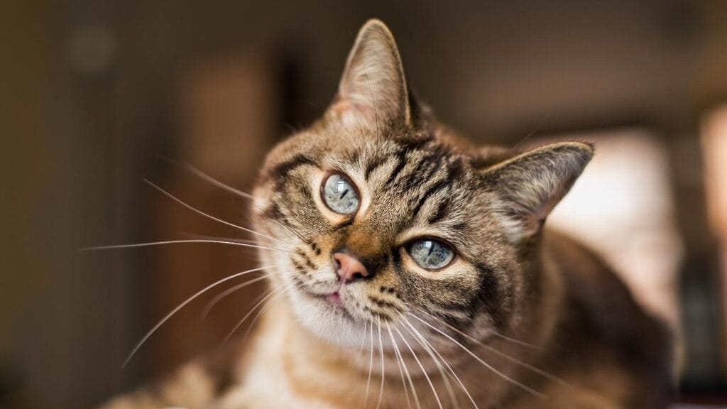 curiosidades sobre gatos​
