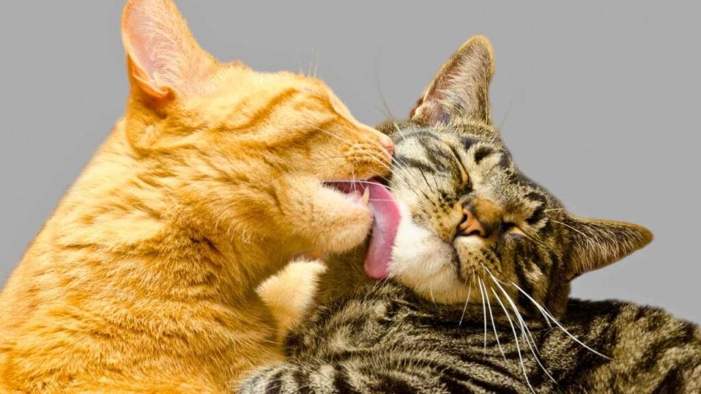 curiosidades sobre gatos​
