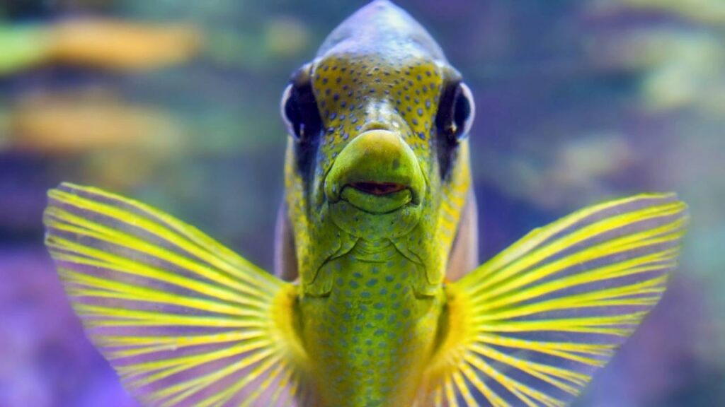 curiosidades sobre os peixes