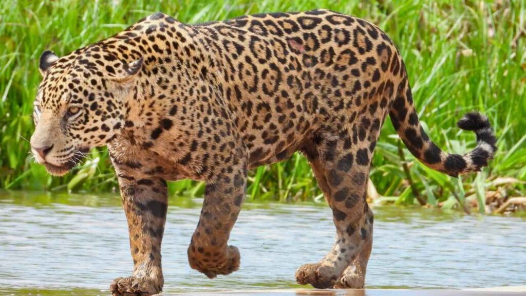 Curiosidades sobre a onça pintada