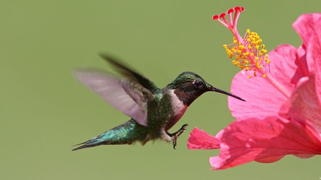 7 curiosidades sobre o beija-flor