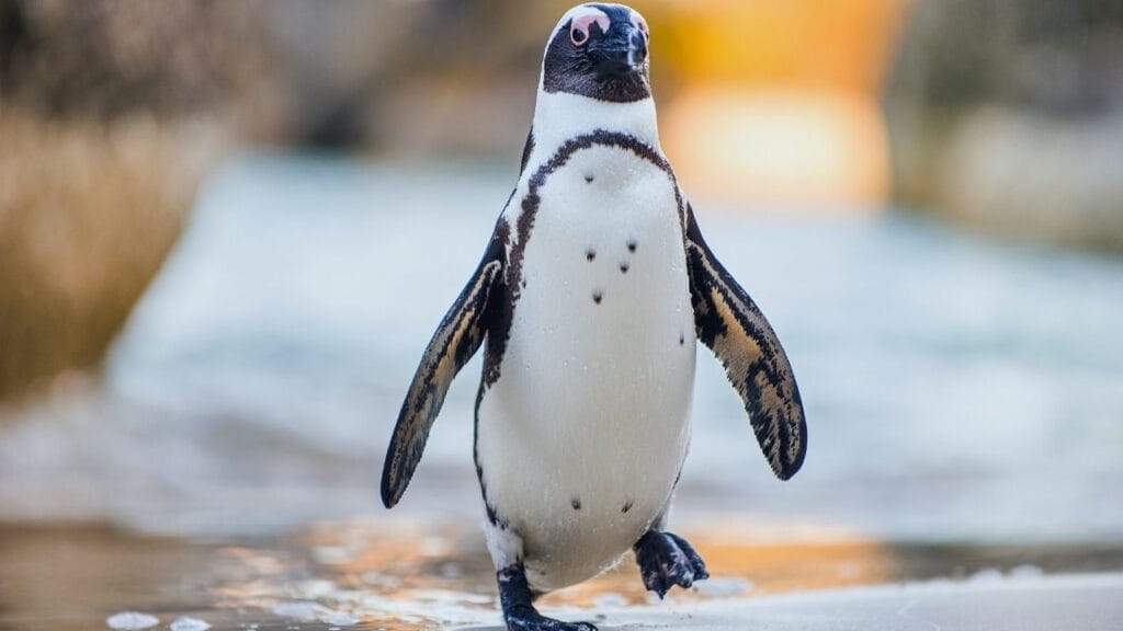 curiosidades do pinguim
curiosidades sobre o pinguim