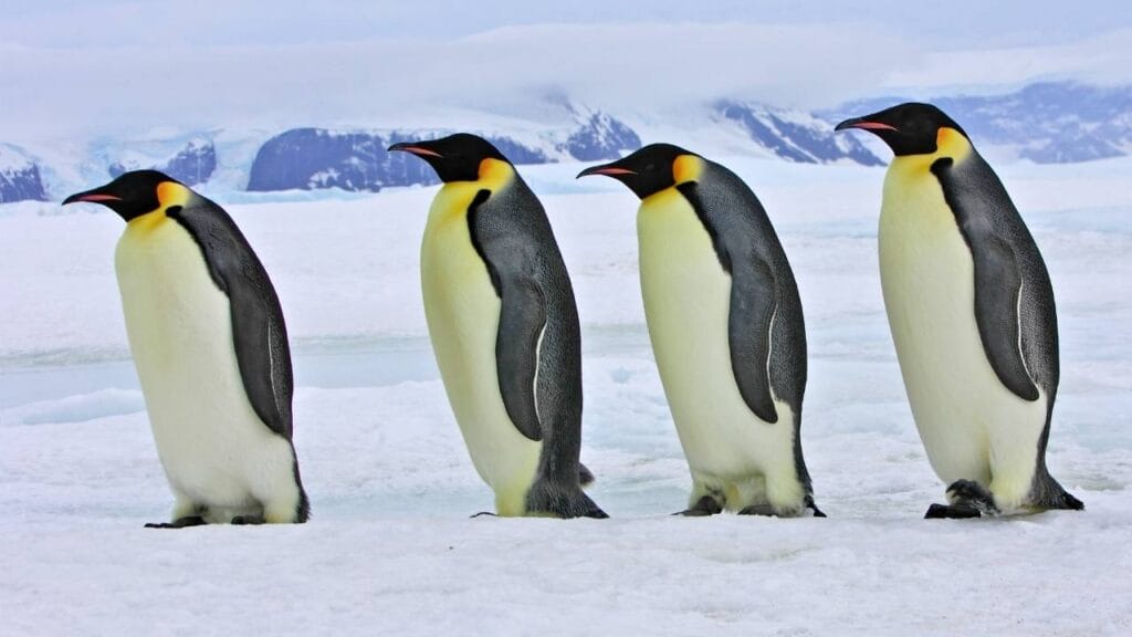 curiosidades do pinguim