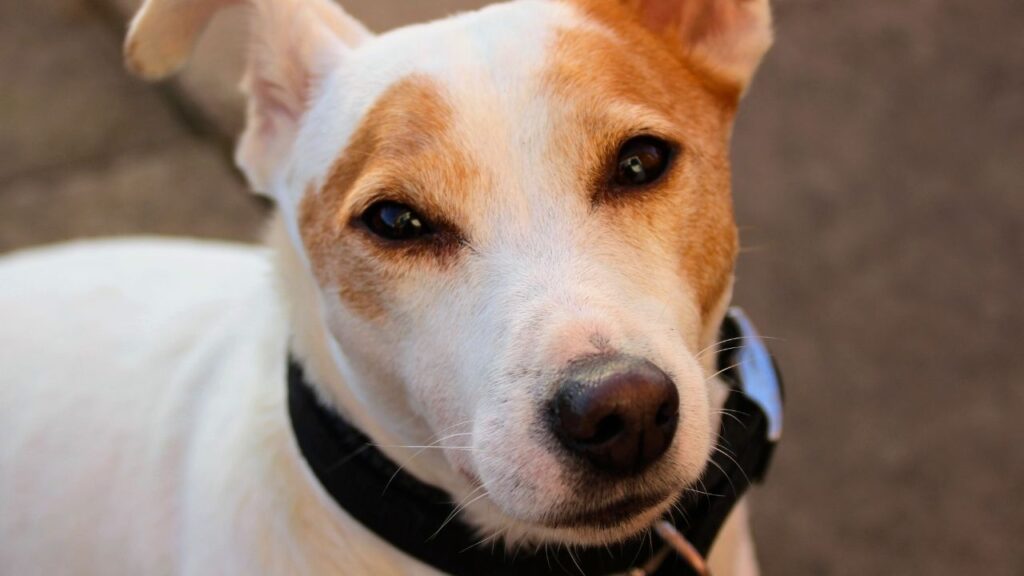 10 Curiosidades Sobre Cachorro Que Você Nunca Imaginaria