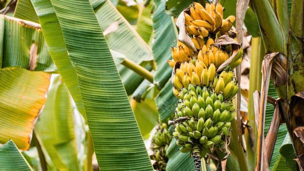 A origem da banana: a incrível história da fruta que não existia como conhecemos hoje