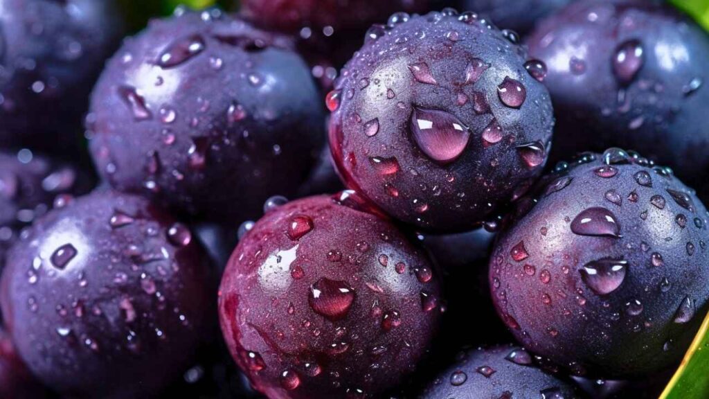 Açaí origem: descubra como um fruto amazônico se tornou símbolo de saúde e energia