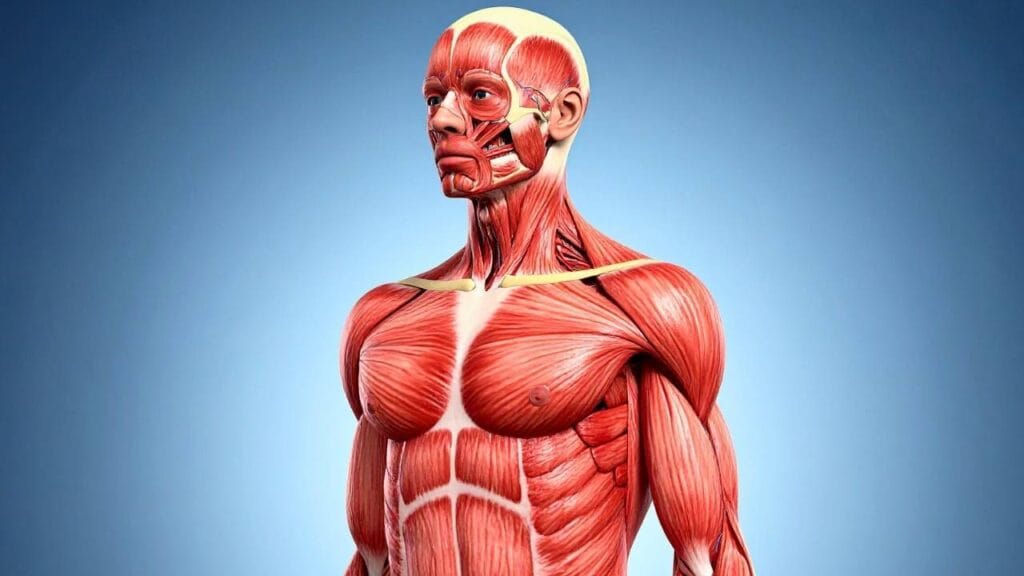 10 Curiosidades Sobre o Corpo Humano Que Você Nunca Imaginaria