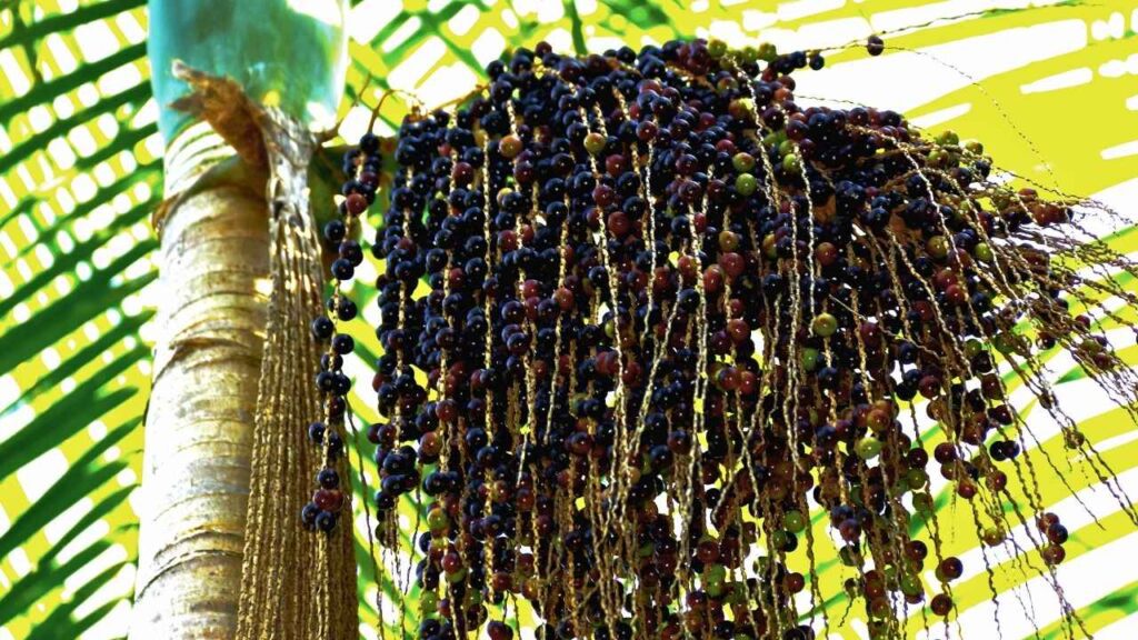 açaí origem